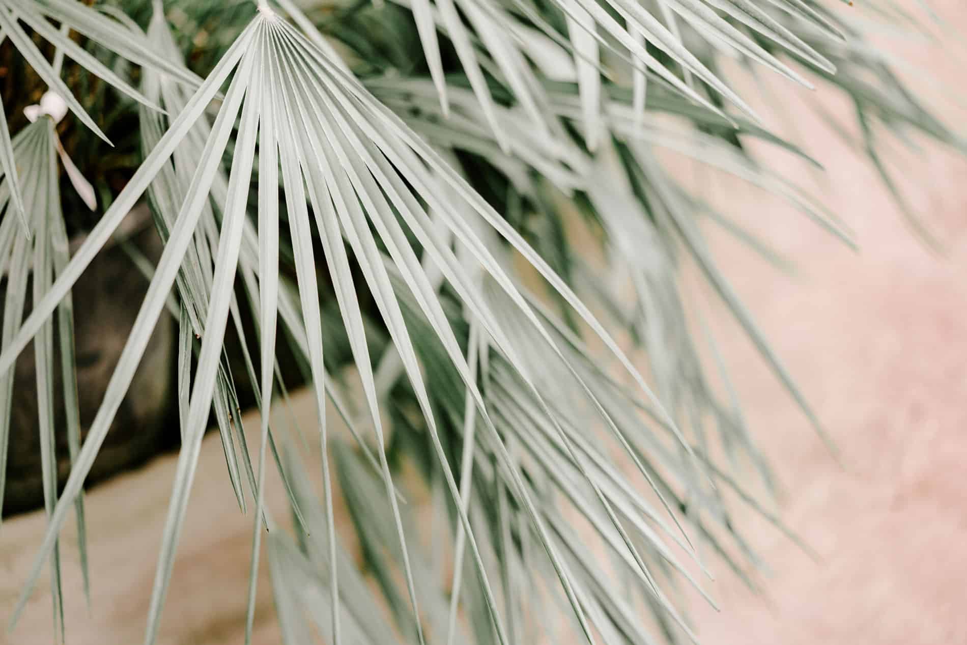 Plant Image