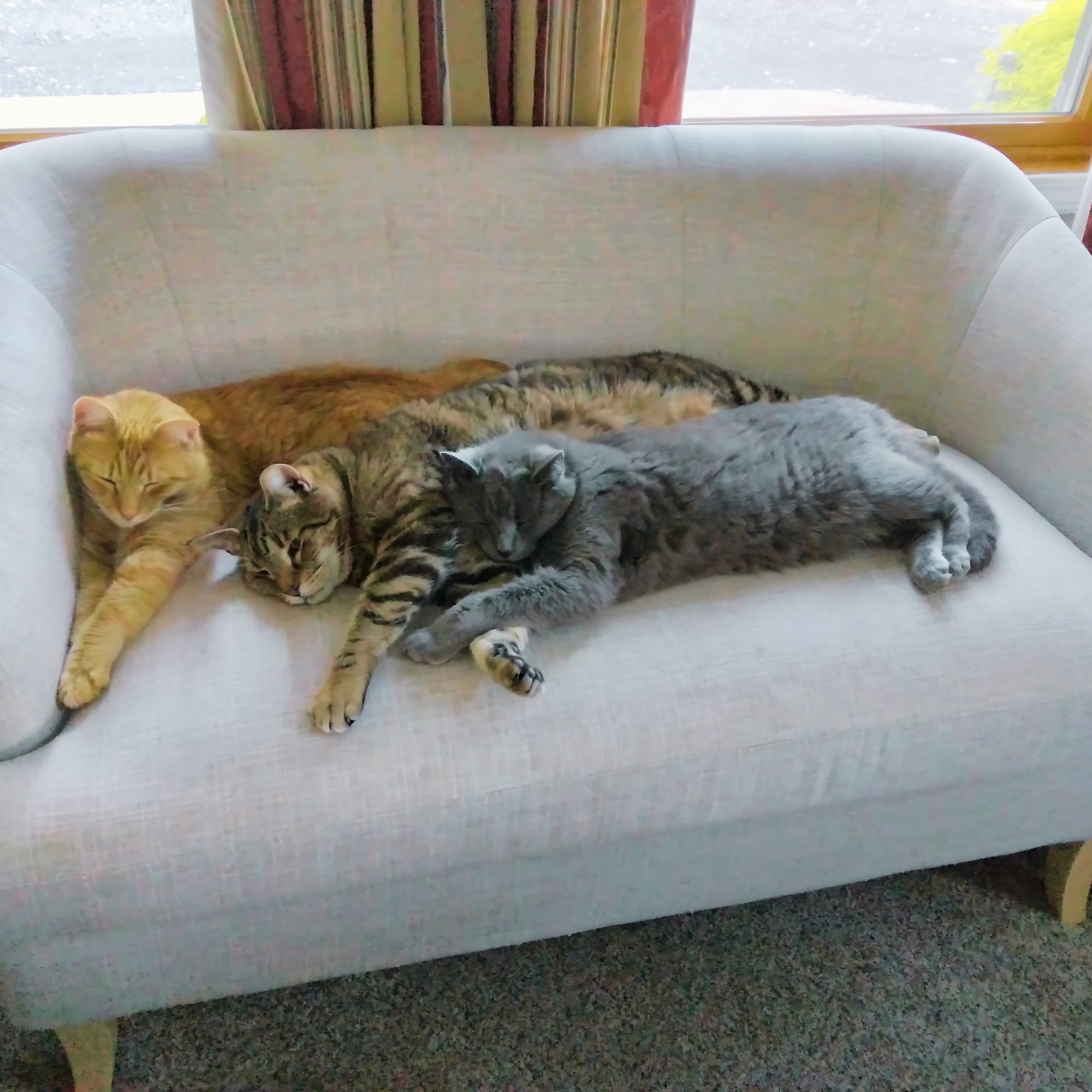 Cats Image