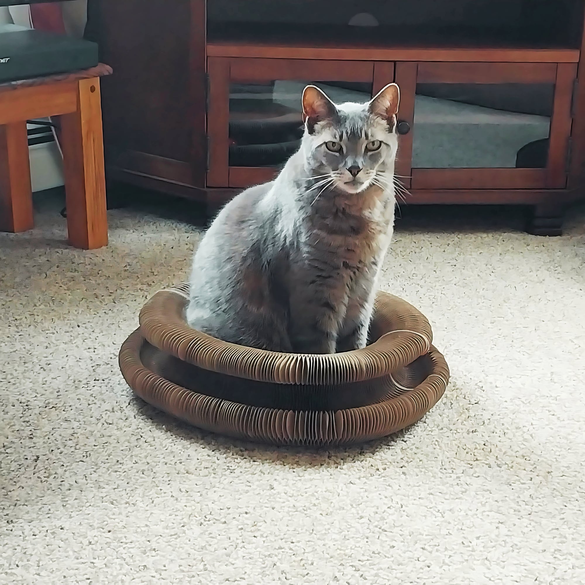 Cat Image Mash