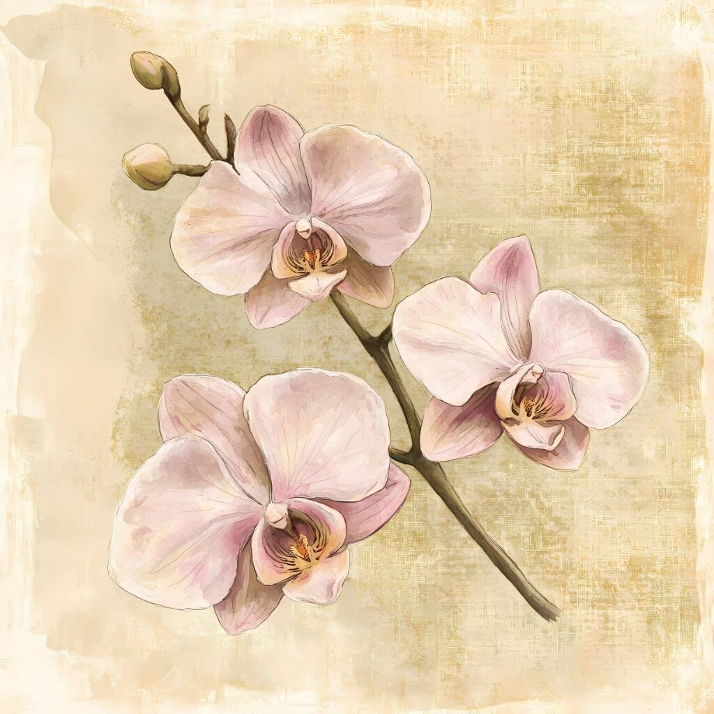 Vintage Pink Orchid